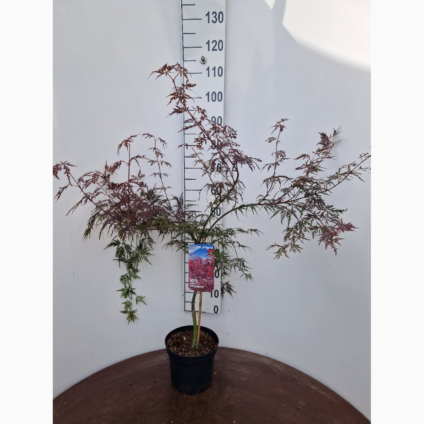 Japansk lönn – Acer pal. 'Firecracker' - C5 40-50 CM